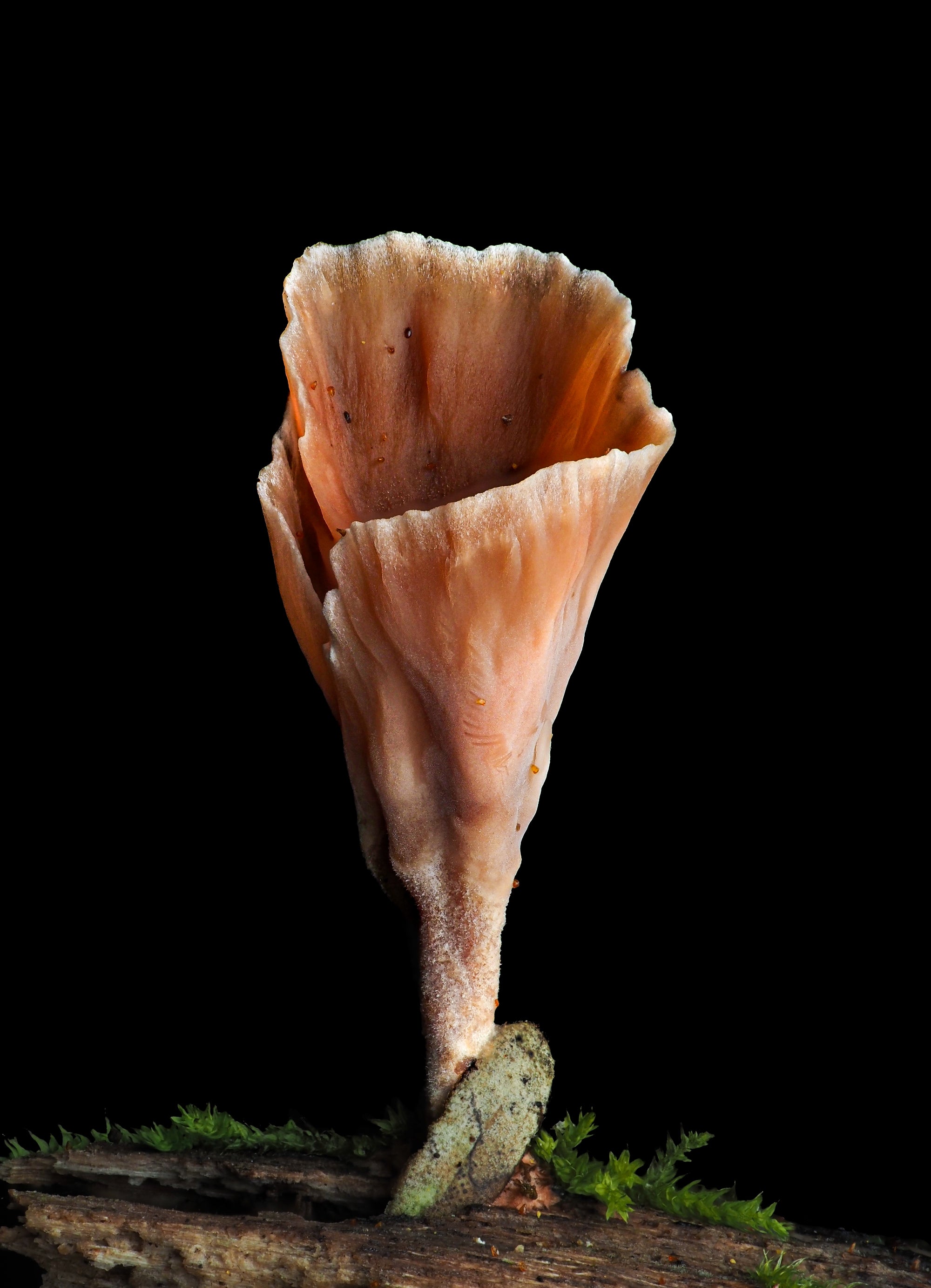 Podoscypha Petalodes - Cyanesense