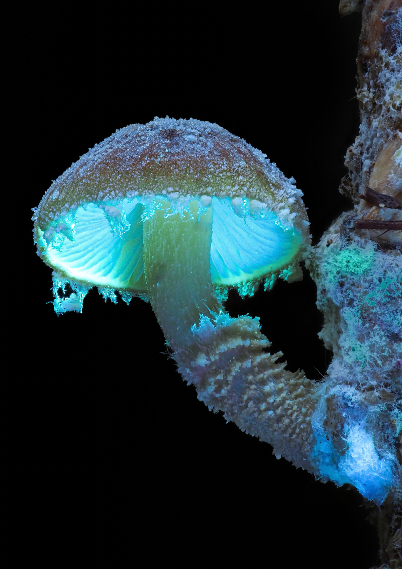 Fluorescent Cystoderma sp - Cyanesense
