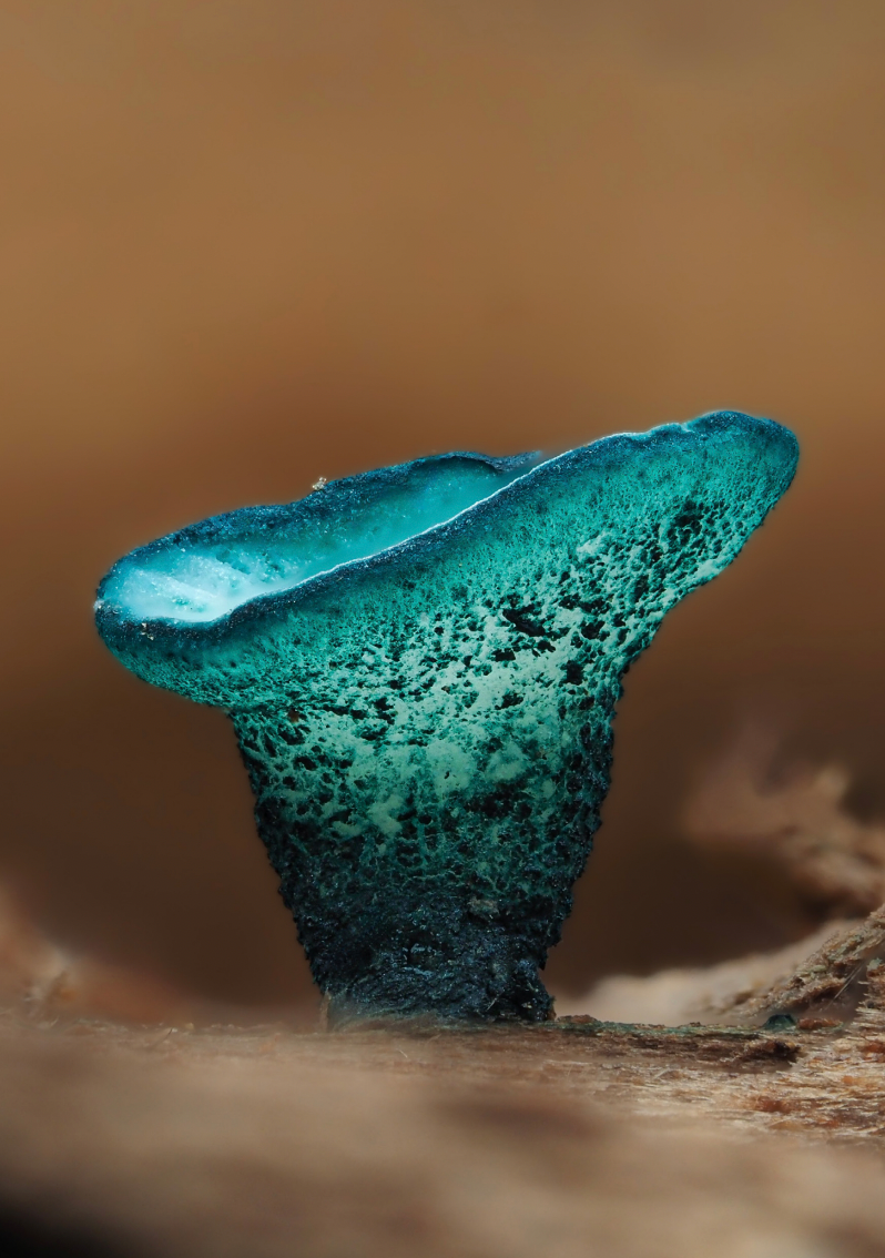Chlorociboria sp - Cyanesense