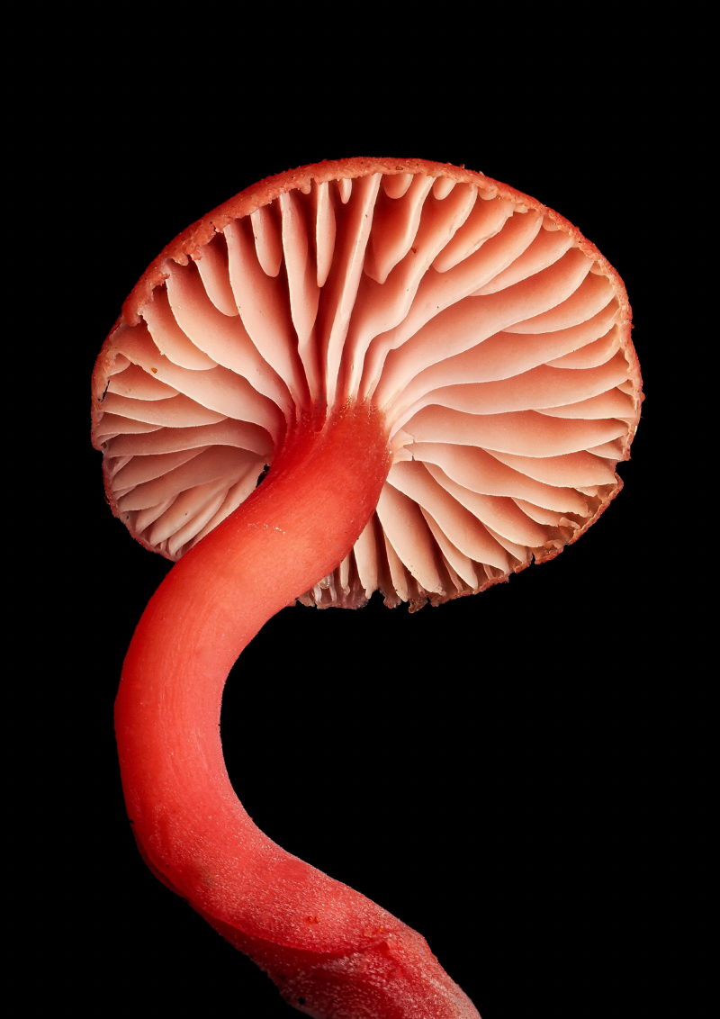 Red Hygrocybe - Cyanesense