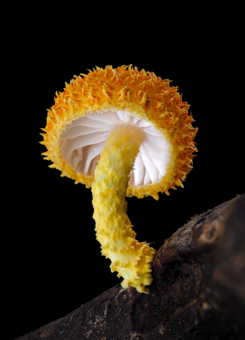 Cyptotrama Asprata - Cyanesense
