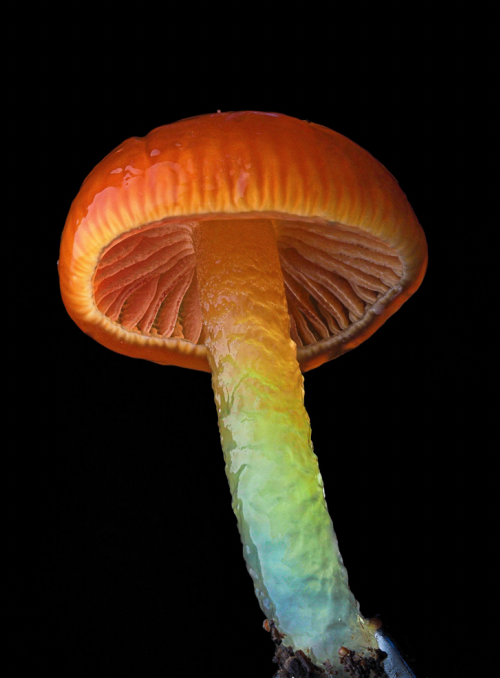 Gliophorus - Cyanesense
