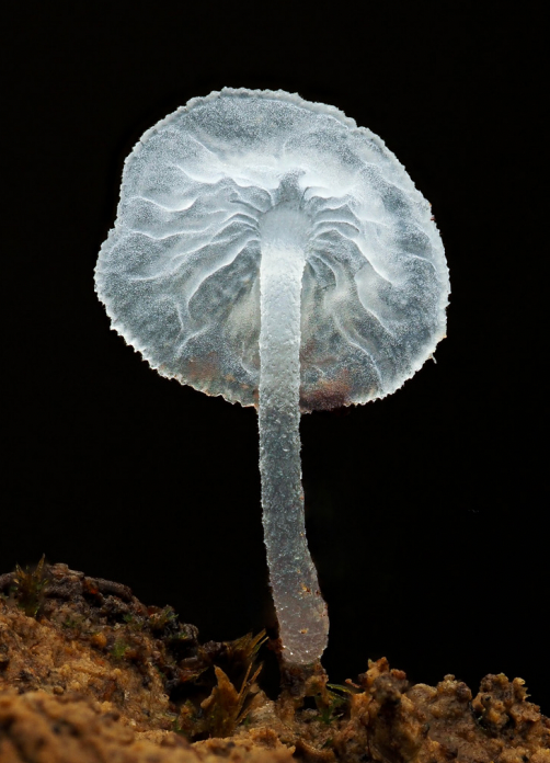 Translucent unidentified Marasmiineae - Cyanesense