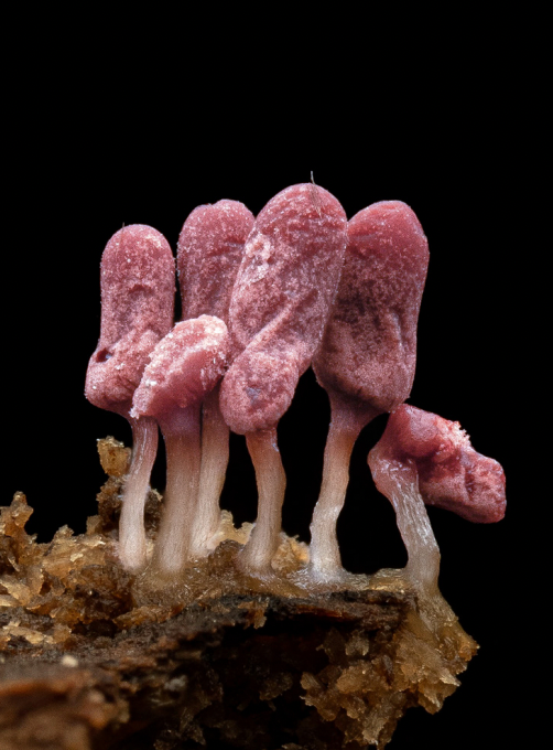 Arcria denudata - Cyanesense