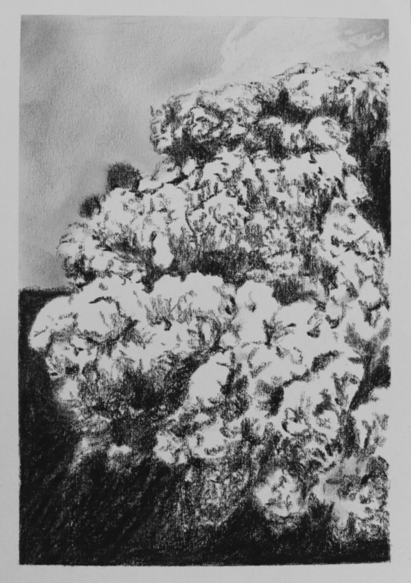 Charcoal is All What’s Left (no.20) - Mel Chan
