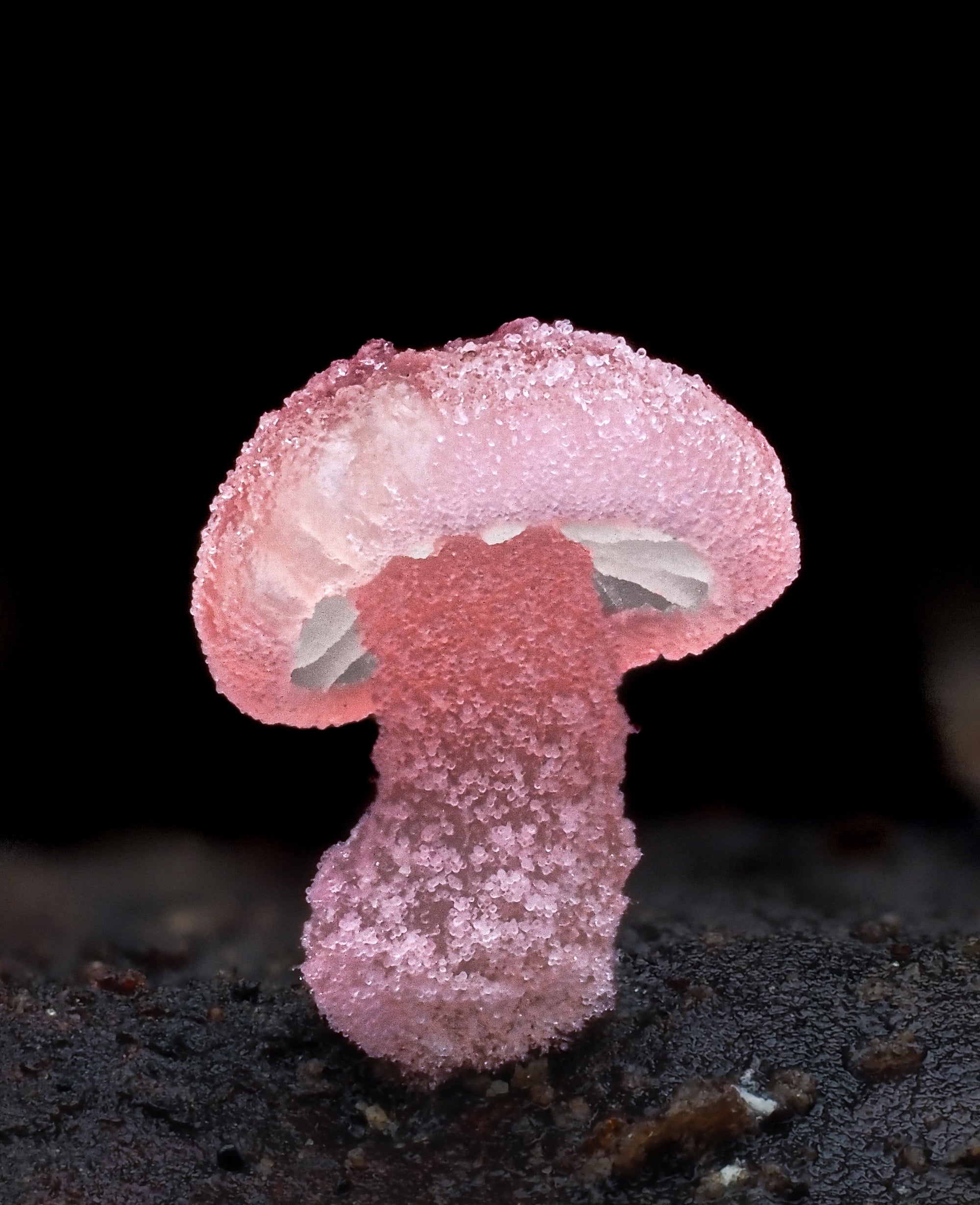 Mycena roseoflava - Cyanesense