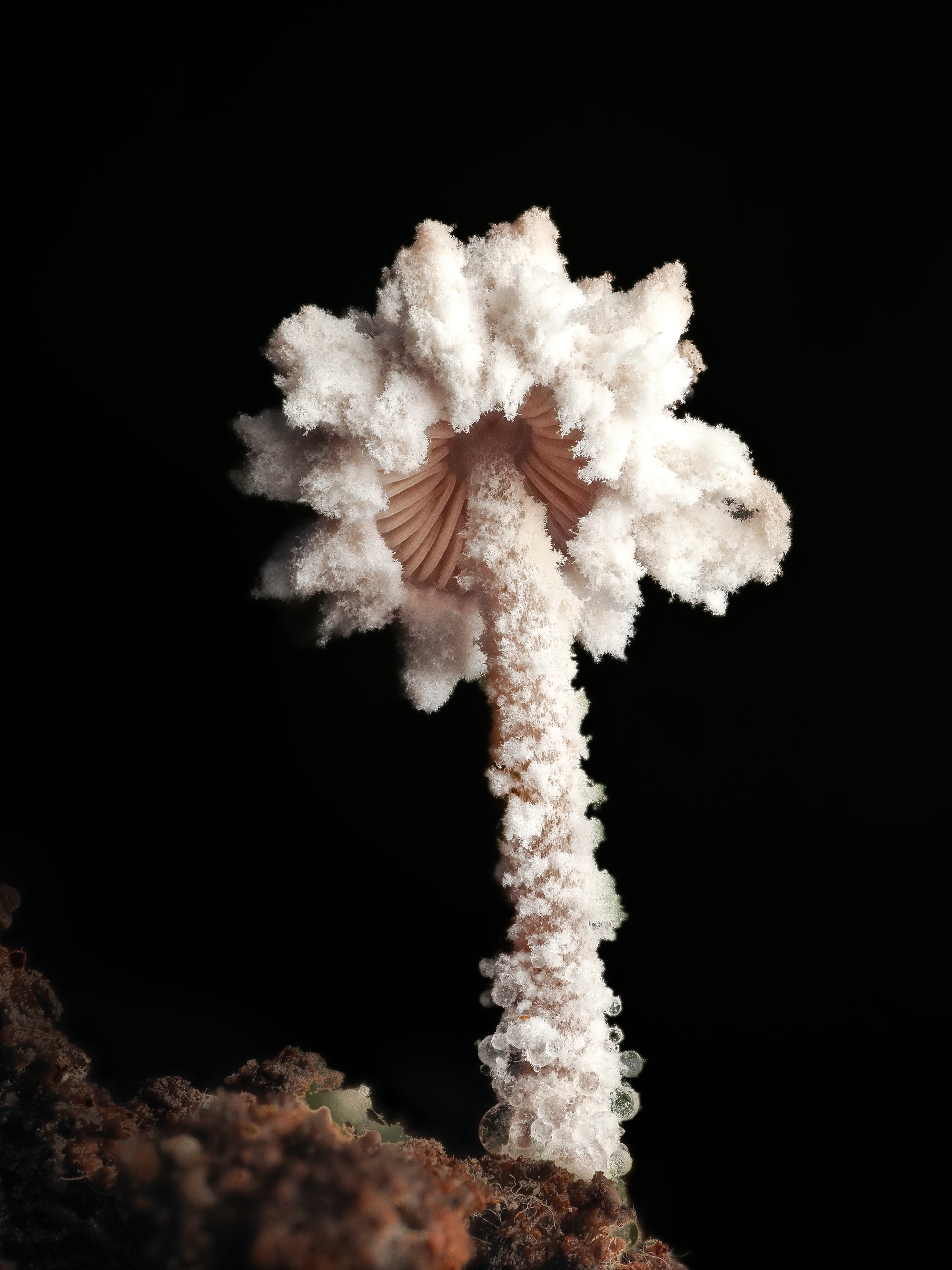 Cystolepiota sp - Cyanesense